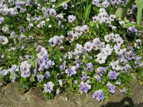 photo coins arrondis