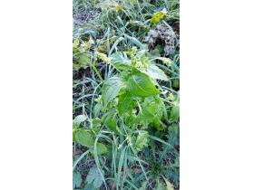 photo coins arrondis