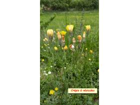 photo coins arrondis